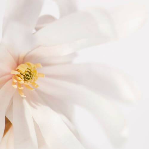 luminosite nature en photo